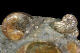 Cretaceous Fossil Ammonite Cluster - South Dakota #115363-3